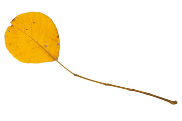 yellow autumn leaf, with a long stem, on a white background