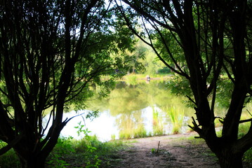 summer landscape view of the pond through the branching trees