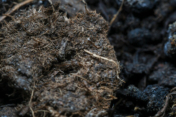 The surface of the soil rich in minerals for planting. Background in soft focus at high magnification, showing small clumps of soil and plant nutrient.
