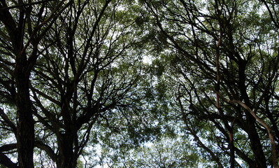 background crowns of branched trees