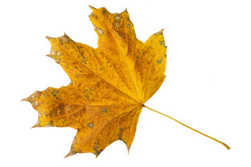 Naklejka na ściany i meble yellow autumn maple leaf, on white background