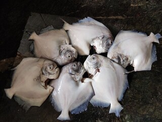 Silver pomfret fish on black background