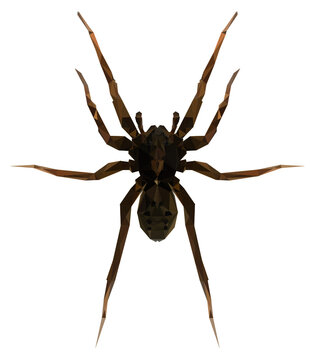 Lowpoly Wolfspider Vector Illustration