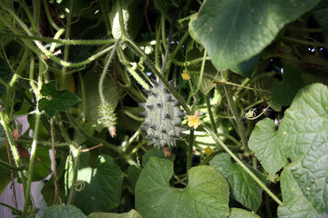 Kiwano is an African cucumber (or horned melon) growing in a greenhouse.