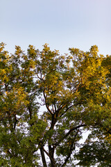Branches and Leaves Being Lit by the Early Sunlight in the Morning