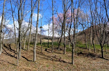 春　癒し　青空　桜　風景　林
