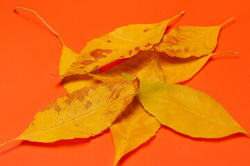 several oblong yellow leaves lie in a bunch, on an orange background