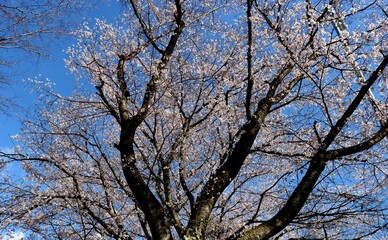 春　桜　青空　癒し　風情　風景　栃木　