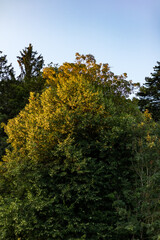 Naklejka premium Branches and Leaves Being Lit by the Early Sunlight in the Morning III