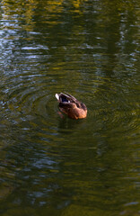 Duck Washing Itself and Flattering Its Wings
