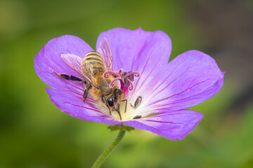 Small honeybee gathering pollen on a geranium flower