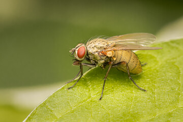Small muscidae fly resting on a green leaf