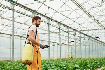 Young greenhouse worker in yellow uniform watering plants by using special equipment inside of hothouse