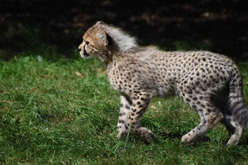 Side profile of adorable young cheetah cub at the zoo