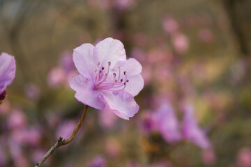 Obraz premium Spring flowers, full bloom of azaleas. Azalea flowers to mark the beginning of spring. Flowers botanical garden