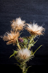 Fototapeta premium verblühte distel mit blättern und stacheln vor schwarzen hintergrund