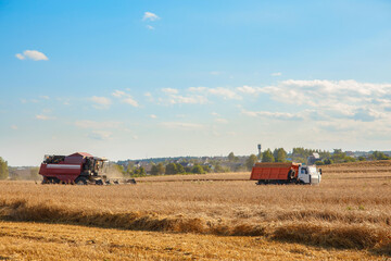 Fototapeta premium Combine harvester removes wheat in the field.