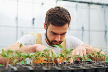 Taking care of plants in the black stand. Young greenhouse worker in yellow uniform have job inside of hothouse