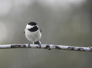 great tit on a branch
