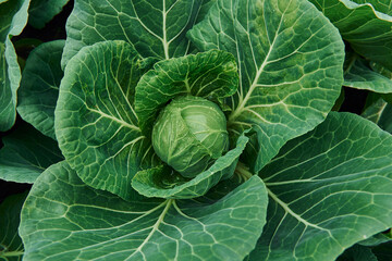 Obraz premium Top view of green fresh cabbage that growing at the farm's soil