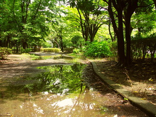 夏の朝の木漏れ日と水溜まりのある雨上がりの公園風景