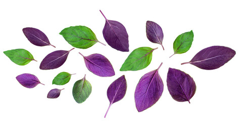 Creative layout made of Basil herb leaves isolated on white background. Flat lay, top view. Purple and green Basil. Food pattern..