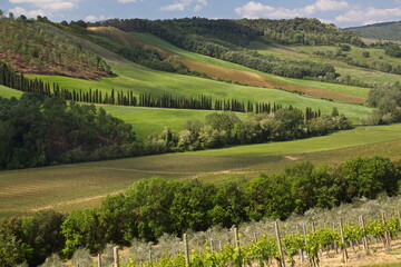 Fototapeta na wymiar Landscape near San Gimignano, Province of Siena, Tuscany, Italy, Europe 
