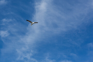 seagull