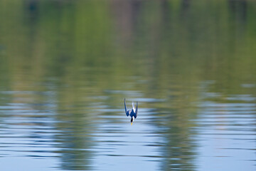 Little tern (Sternula albifrons) diving full speed in a lake in Germany