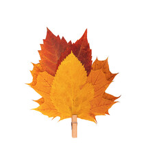Fototapeta premium Autumn yellow leaf isolated on a white background.