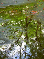 夏の朝の木漏れ日と水溜まりのある雨上がりの公園風景