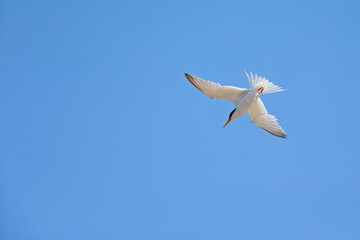 little tern (Sternula albifrons) in flight full speed hunting for small fish above a lake in Germany
