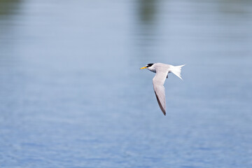 little tern (Sternula albifrons) in flight full speed hunting for small fish above a lake in Germany
