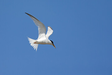 little tern (Sternula albifrons) in flight full speed hunting for small fish above a lake in Germany