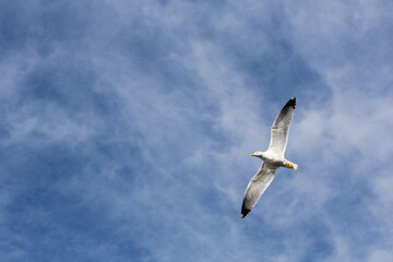 seagull