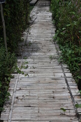 Obraz premium path in the woods