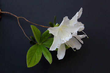 white azaleas flowers isolated on black background . Royal azalea blossom .