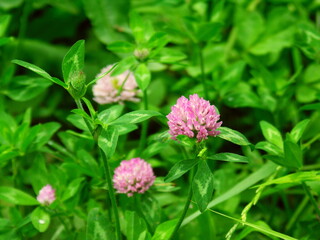 夏の野原に咲くアカツメクサ
