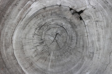 cross section of tree trunk