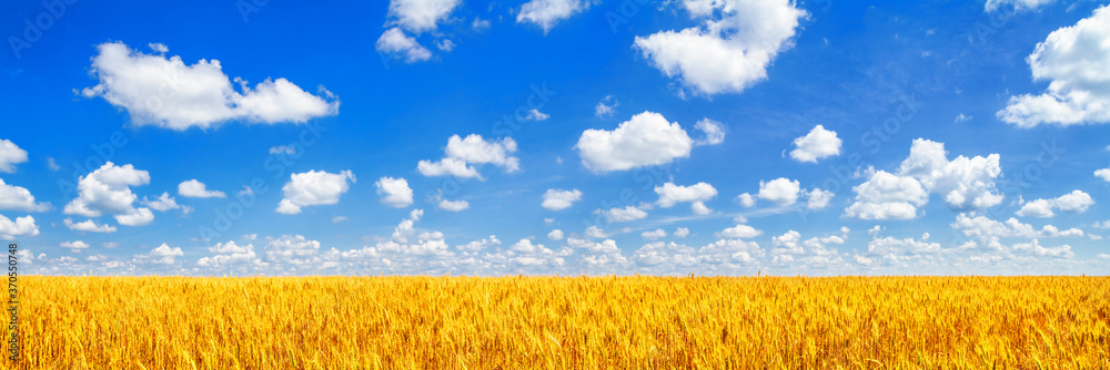 Wall mural rural landscape, panorama, banner - field of wheat in the rays of the summer sun under the sky with 