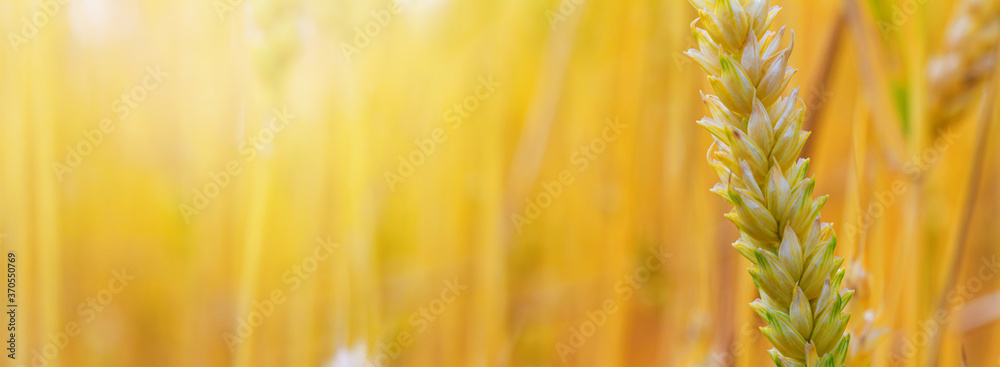 Wall mural rural landscape, banner - wheat ears in the rays of the summer sun, closeup with space for text