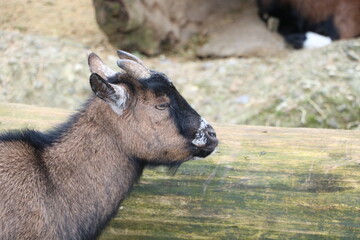 Fototapeta premium tiere