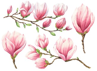 Watercolor pink magnolia flowers isolated on white background. Hand drawn botanical illustration.