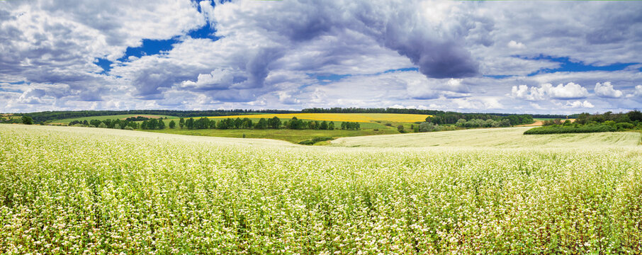 Rural landscape, banner, panorama - blooming buckwheat field under the summer sky - Powered by Adobe