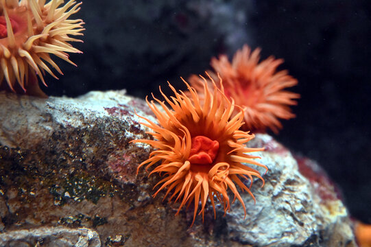 81 Best 磯巾着 Images Stock Photos Vectors Adobe Stock