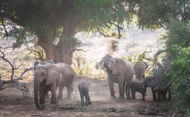 Elefantenherde in Pafuri, Kruger National Park unter einem Nyalabeeren Baum