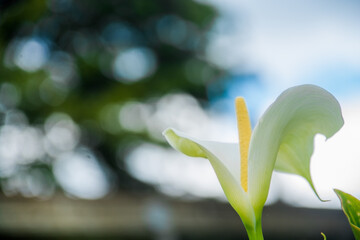 Arum lily full bloomed in spring.