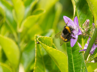 Bee on a flower doing pollination.