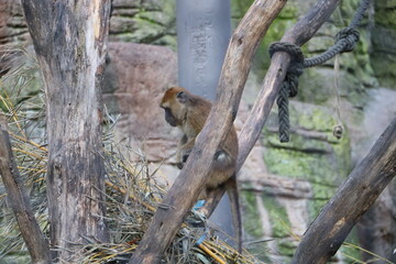 tiere