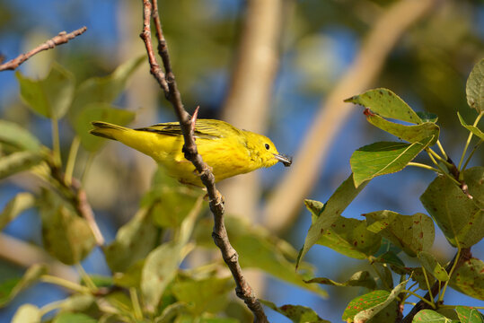 American Yellow Warbler with a spider